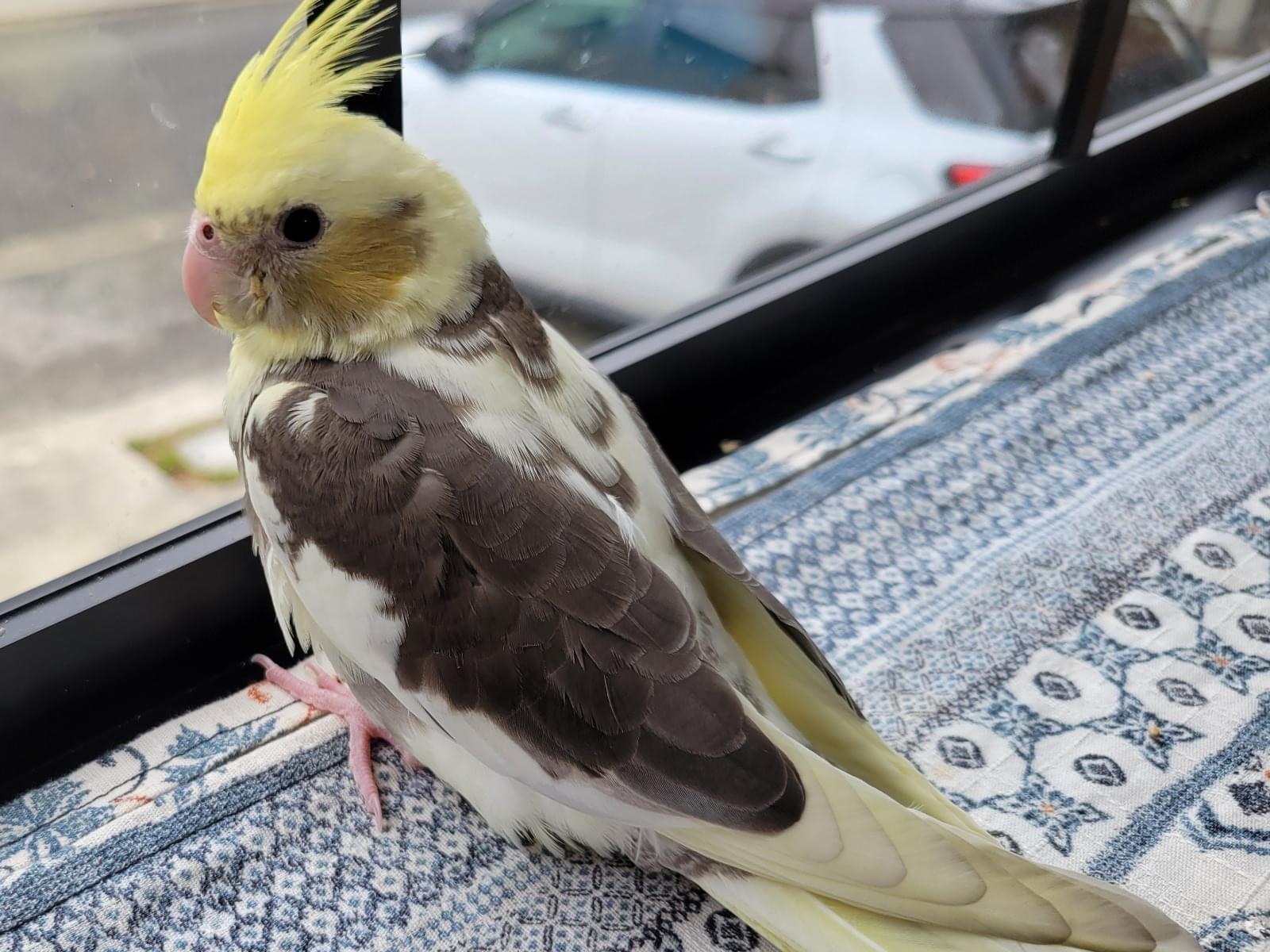 ぴぴちゃん ぴぴちゃん