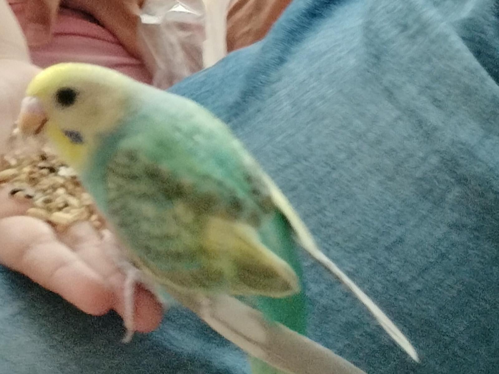 ピーちゃん ピーちゃん
