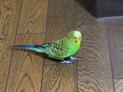 くーちゃん くーちゃん
