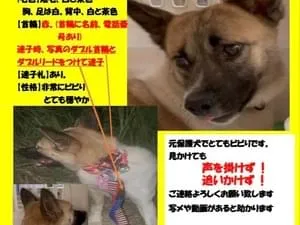 犬を探しています