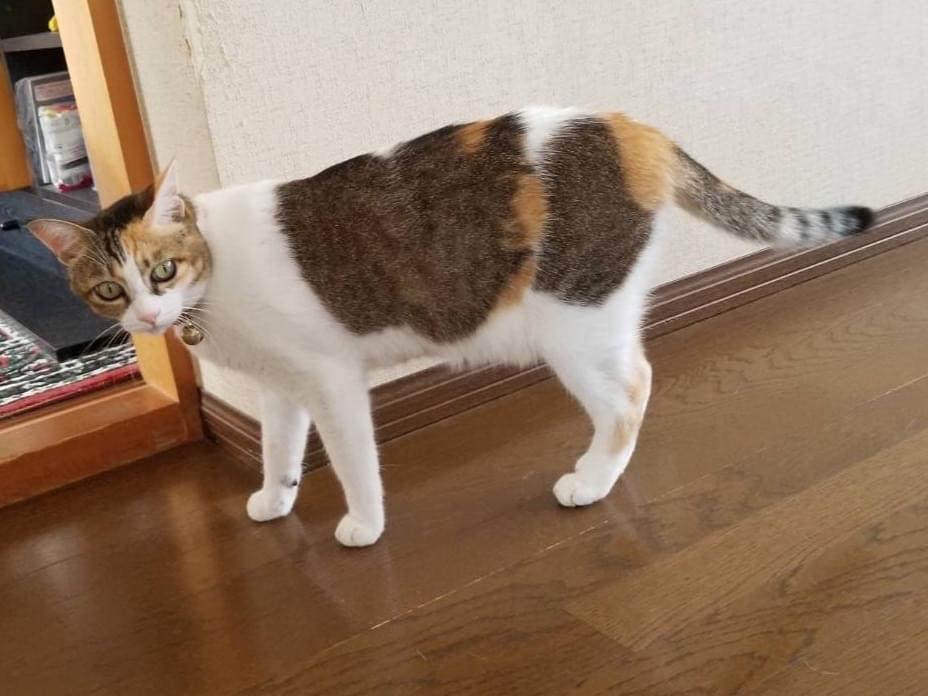 ミルちゃん ミルちゃん