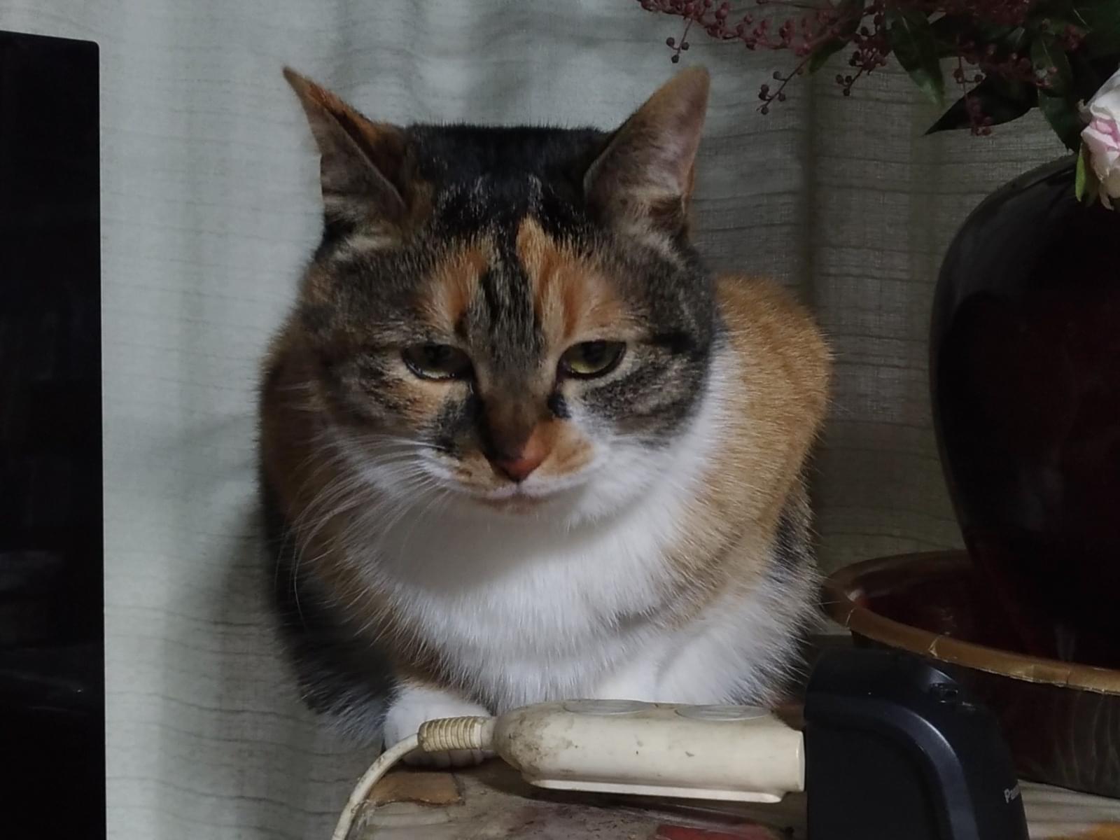 ミケちゃん ミケちゃん
