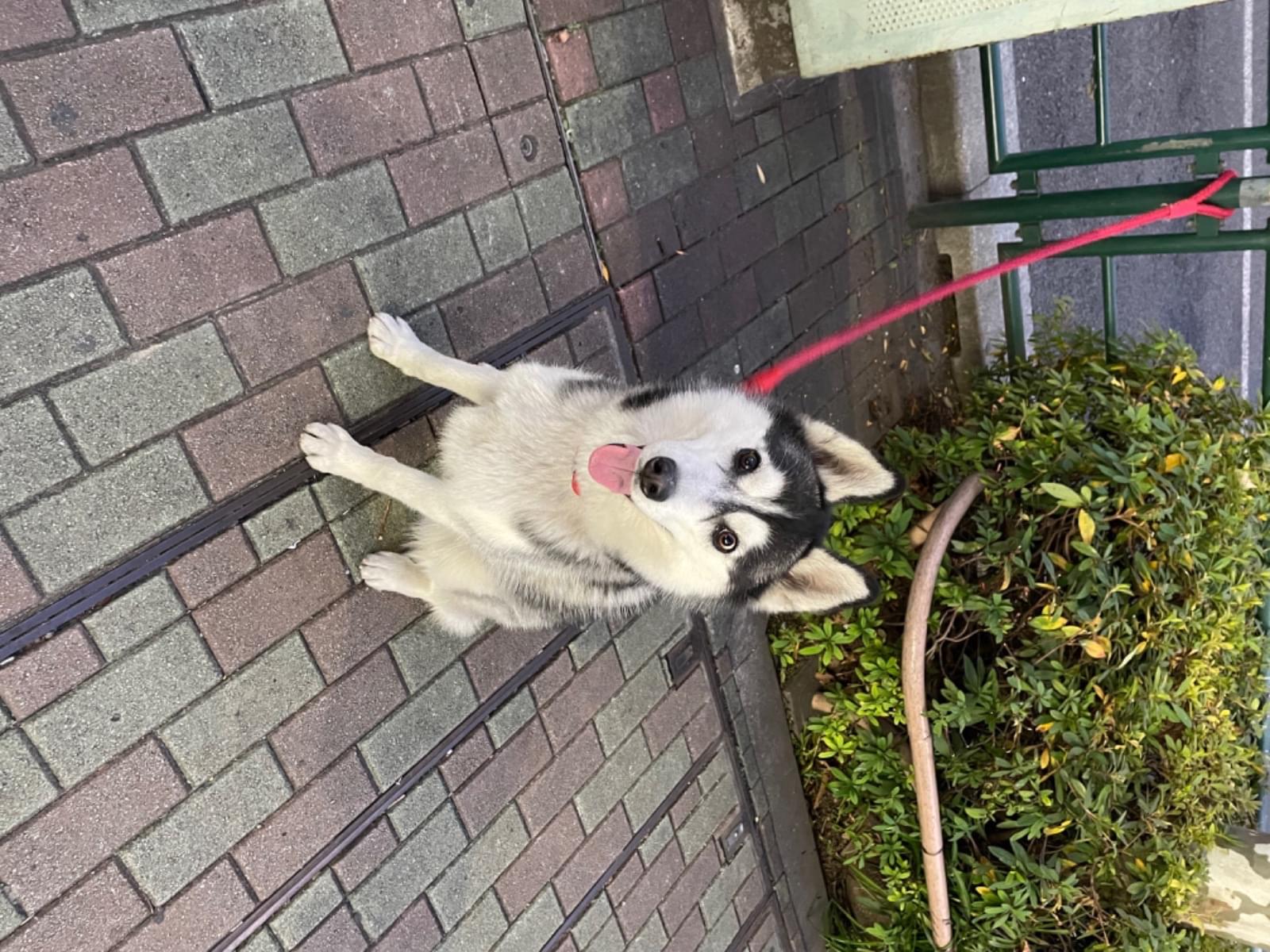 アリスちゃん アリスちゃん