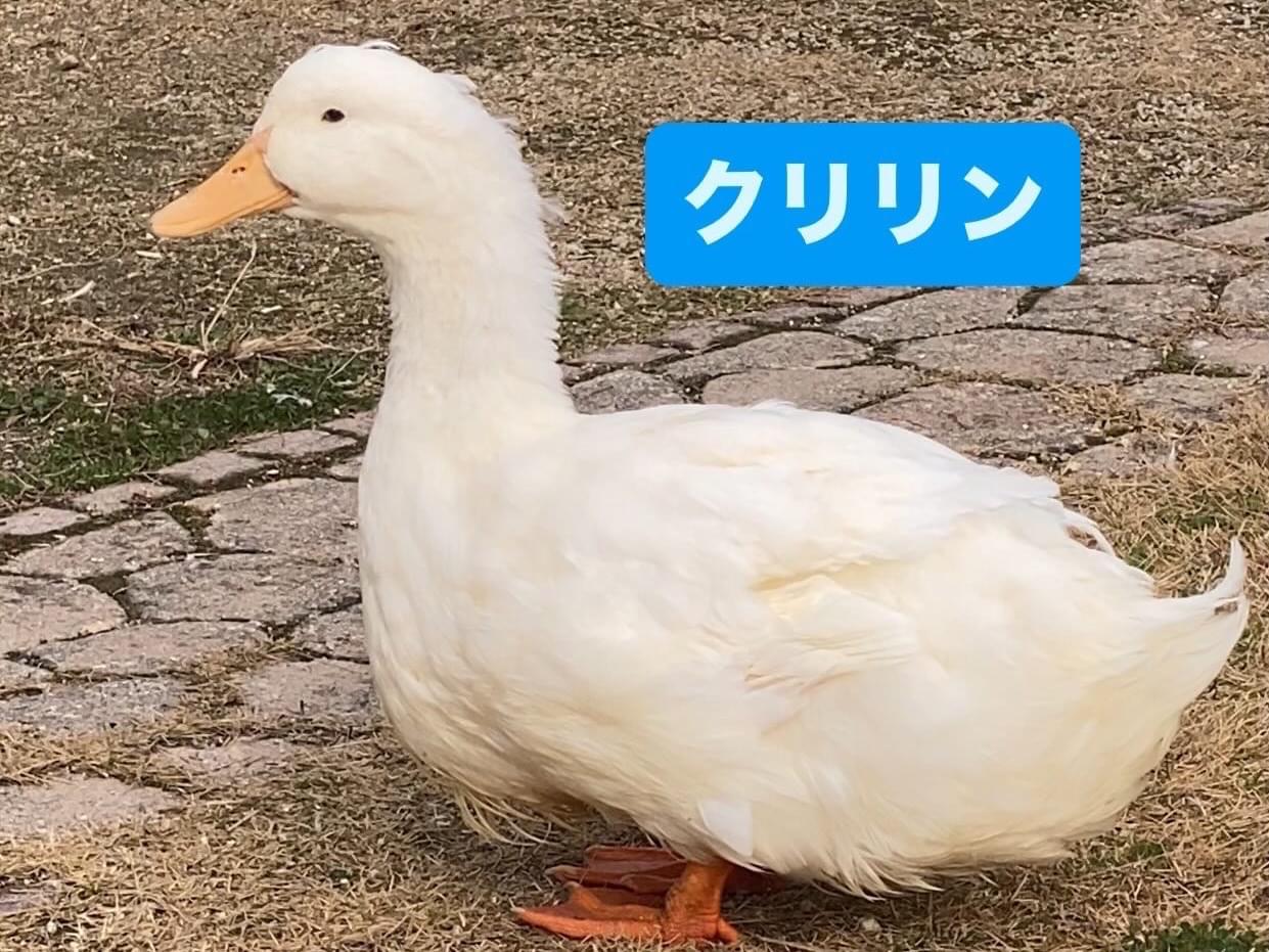 クリリンちゃん クリリンちゃん