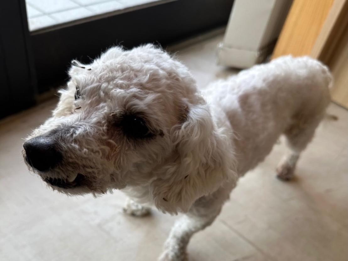 保護された犬 保護された犬