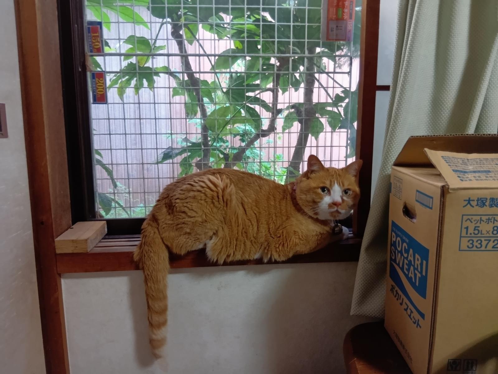 コハクちゃん コハクちゃん