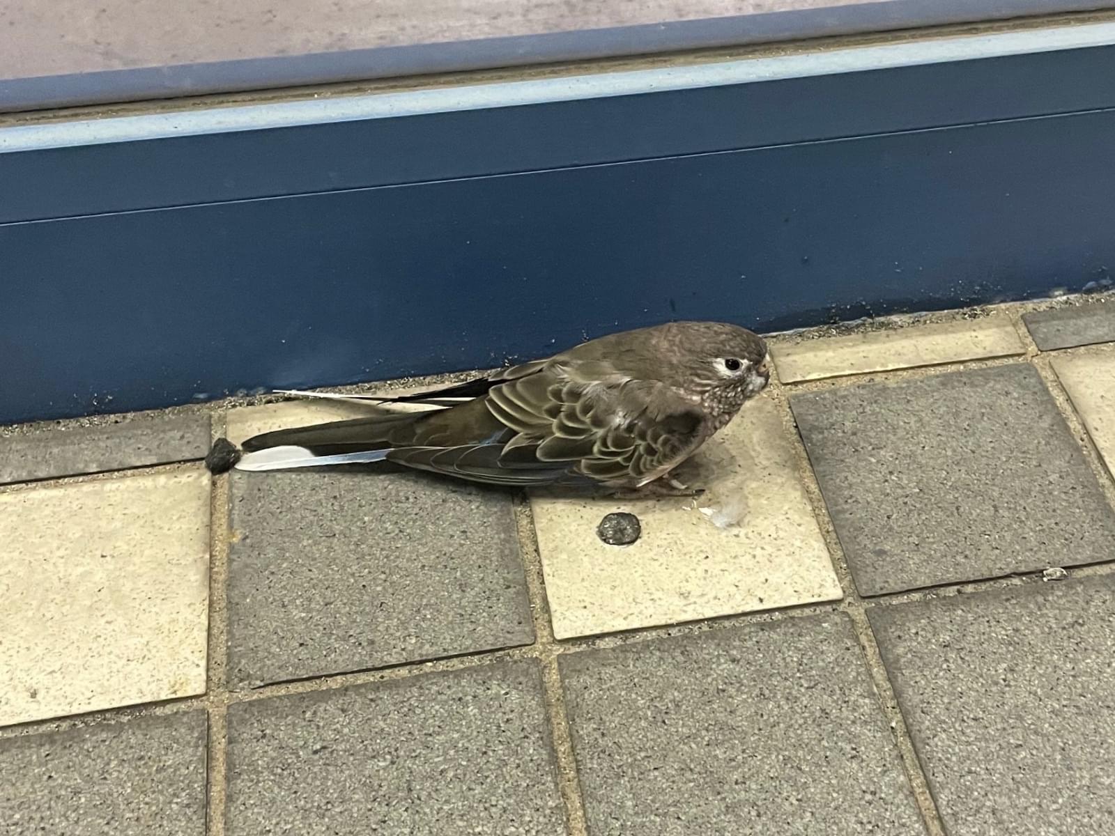 保護された鳥 保護された鳥