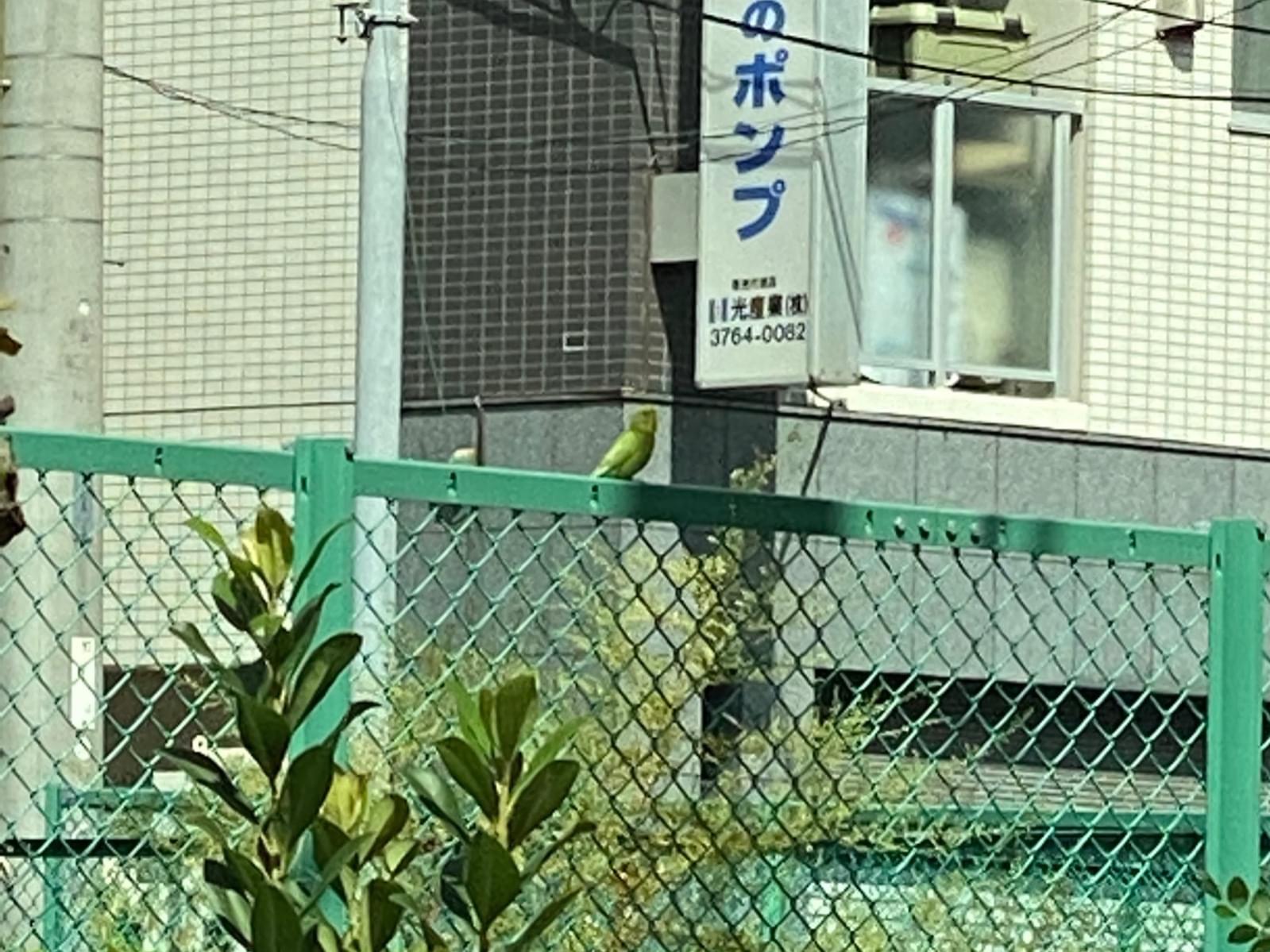 目撃された鳥 目撃された鳥
