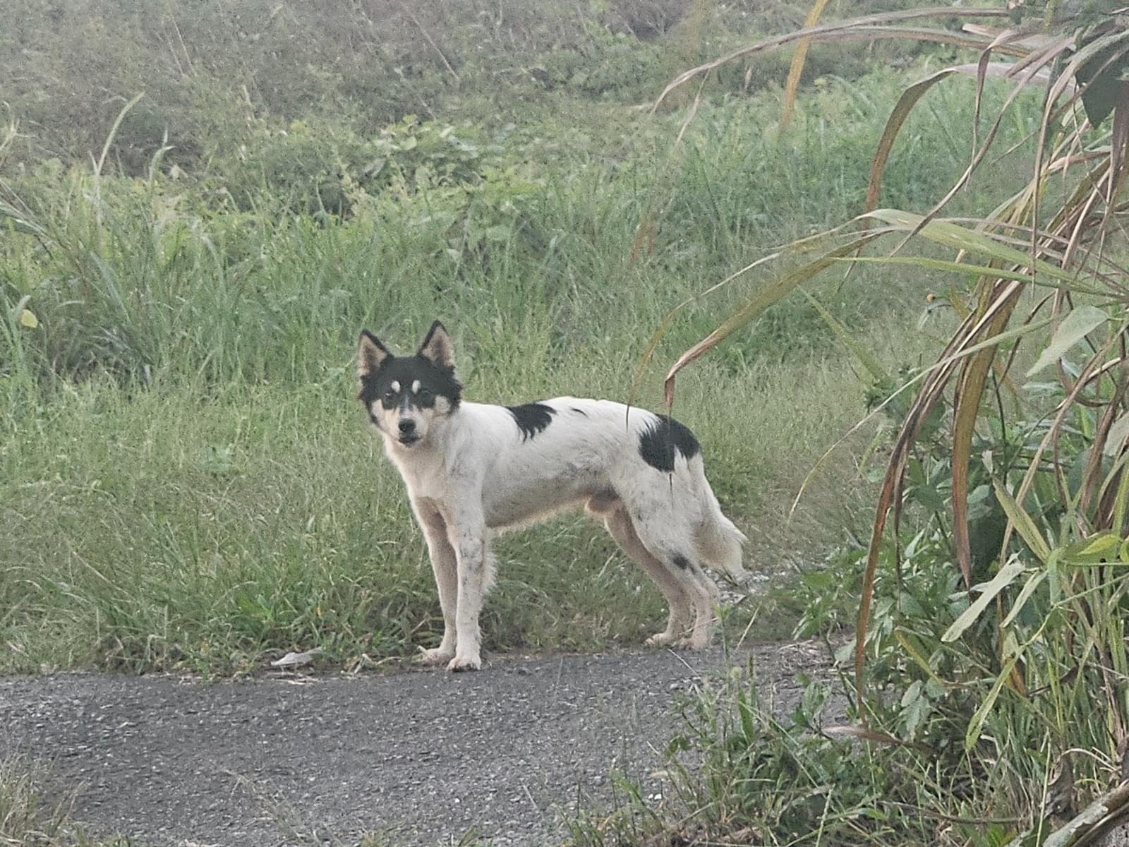 目撃された犬