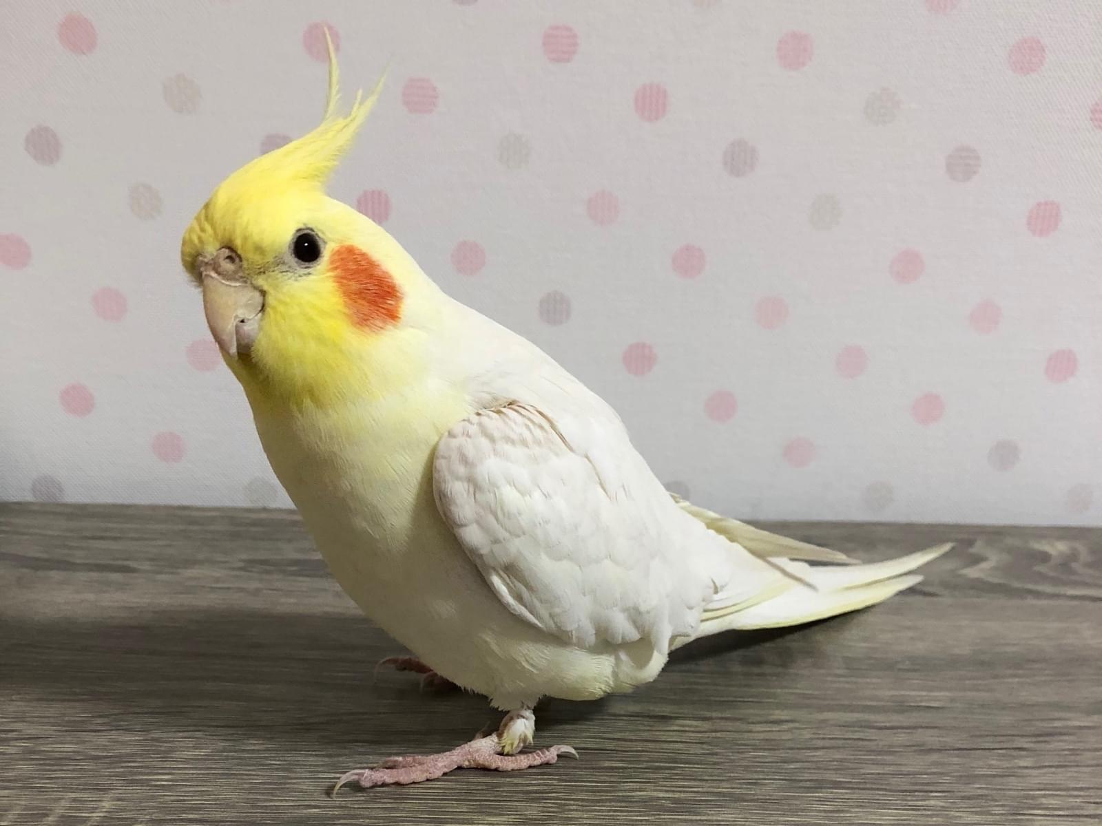 小太郎ちゃん