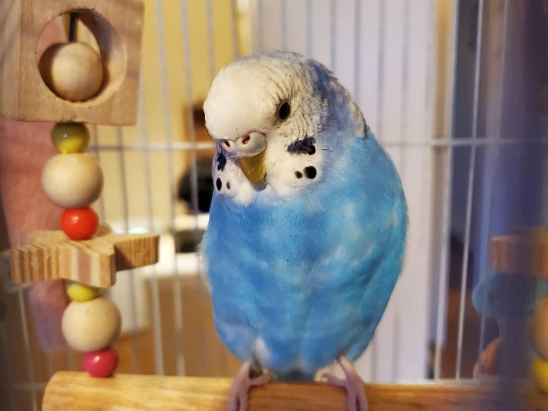 ぴのちゃん ぴのちゃん