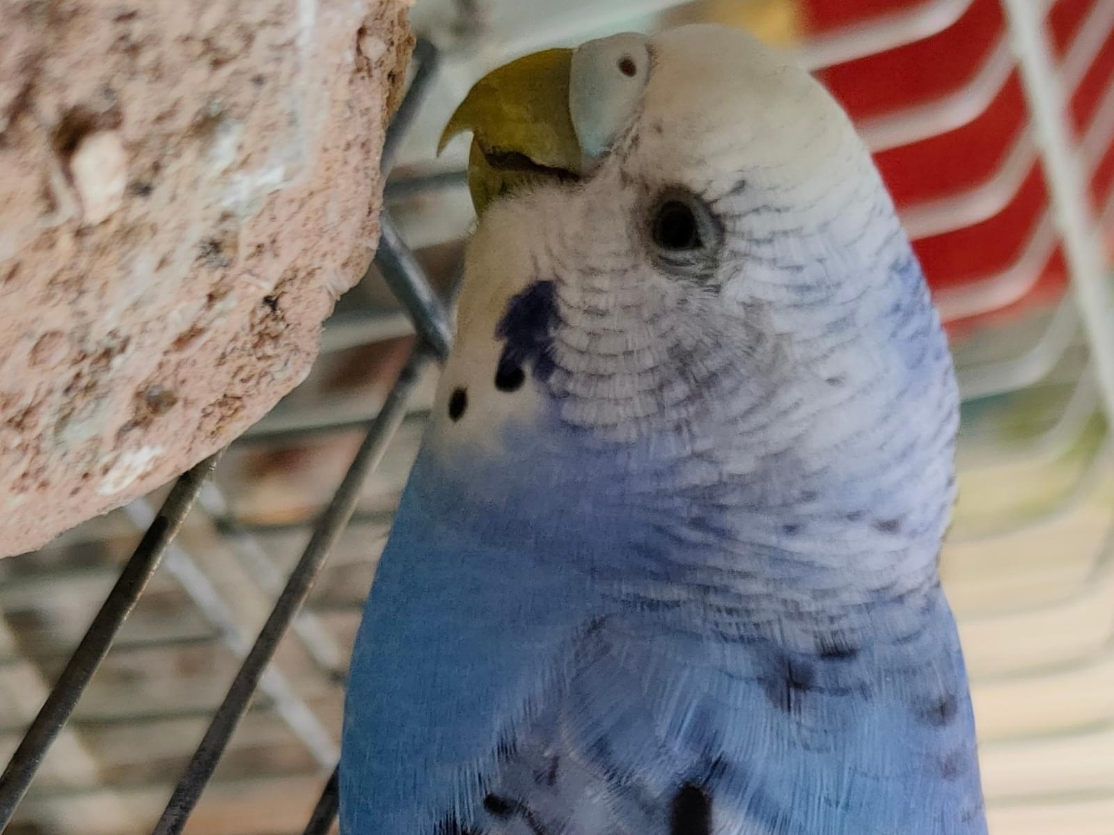 保護された鳥 保護された鳥