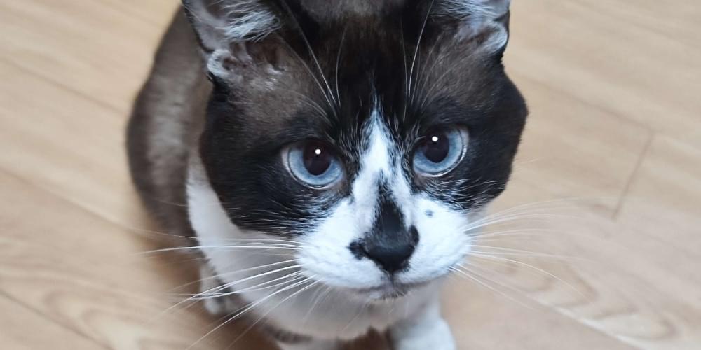 タヌキの様な見た目のシャム猫ミックスを探しています。