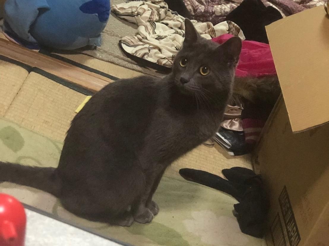 にゃー助ちゃん にゃー助ちゃん