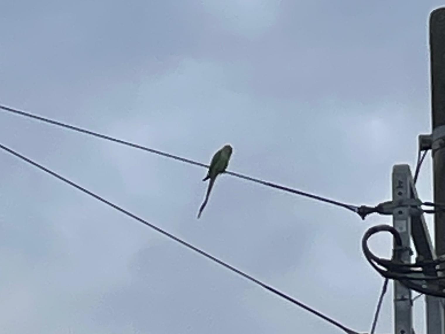 目撃された鳥 目撃された鳥