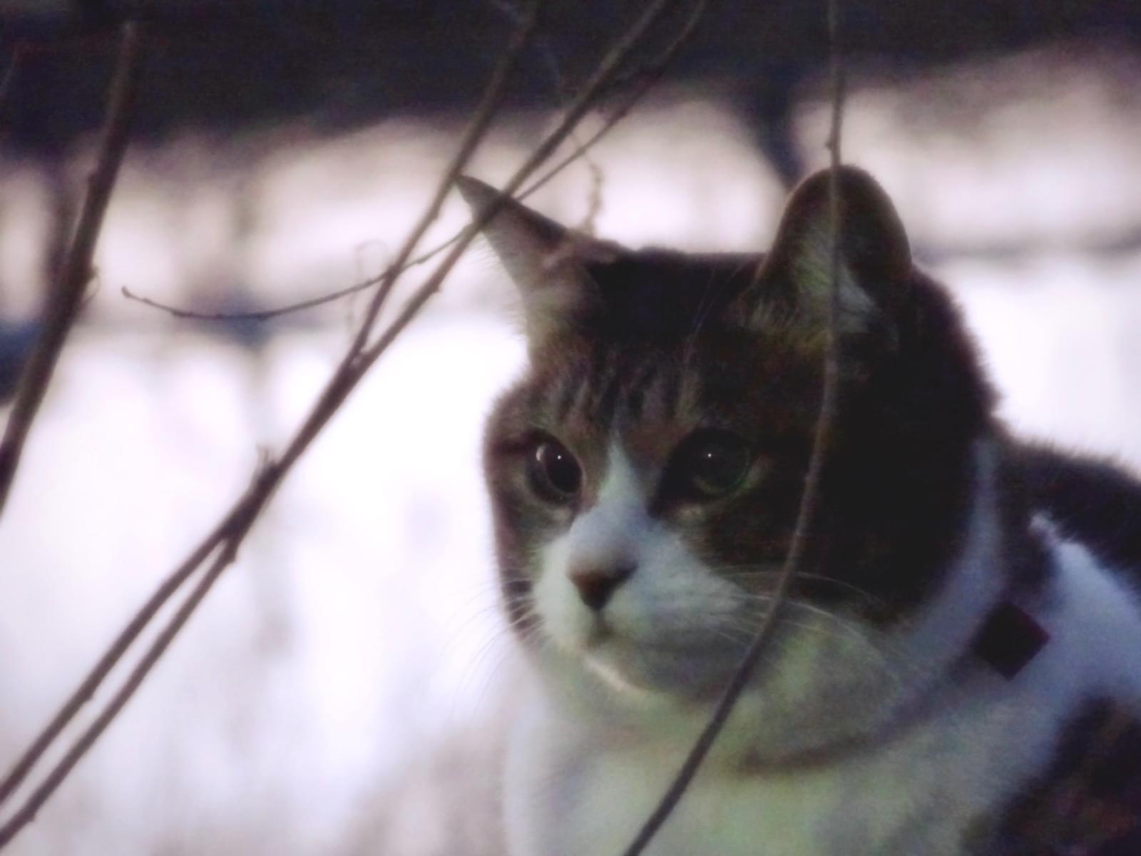 目撃された猫 目撃された猫