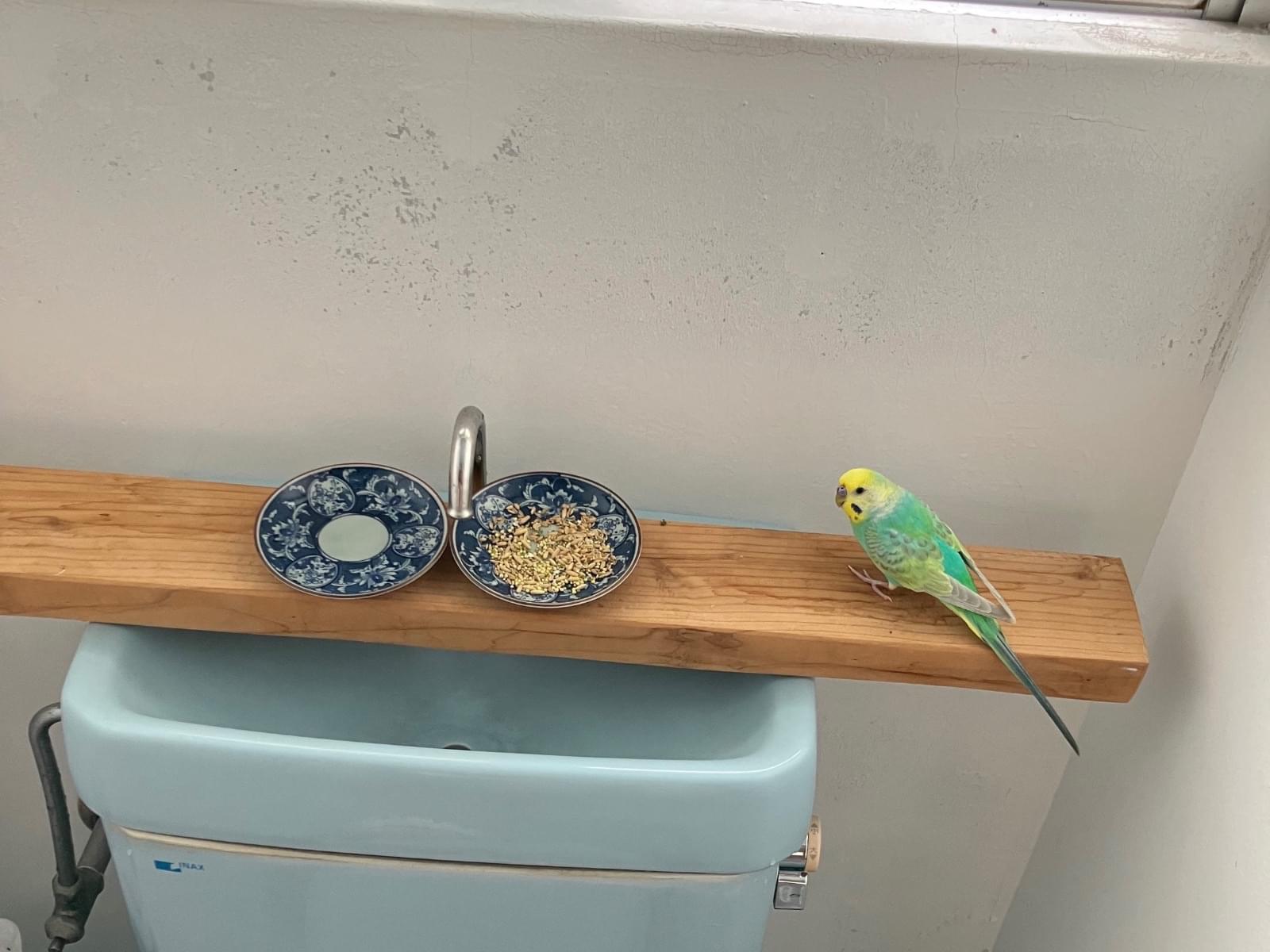 保護された鳥 保護された鳥