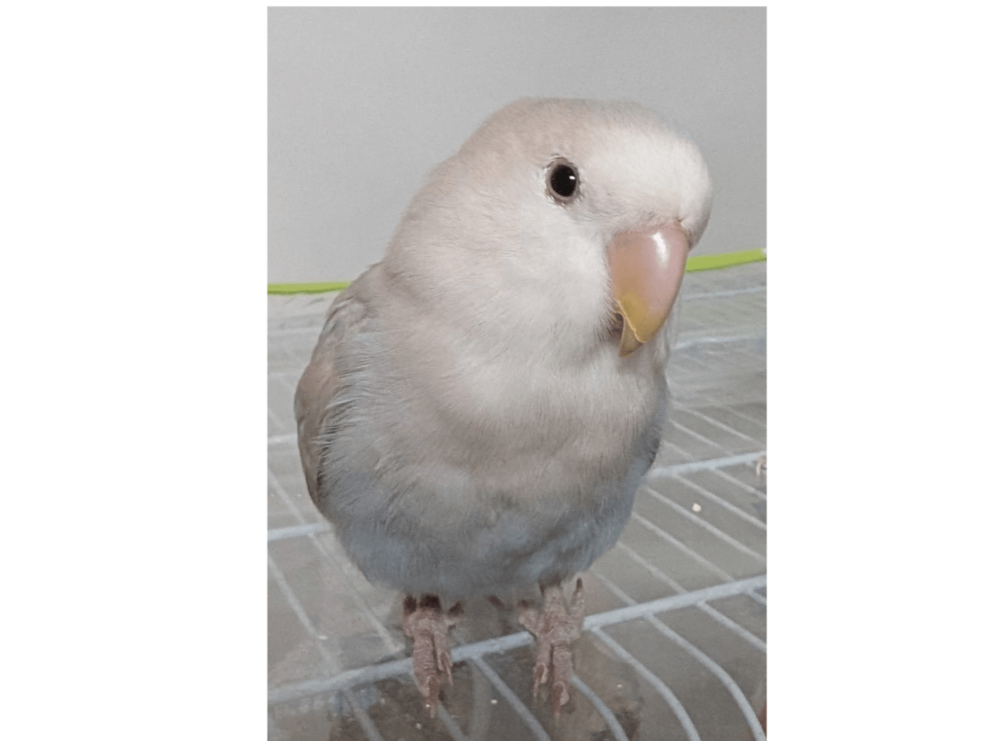 みるちゃん みるちゃん
