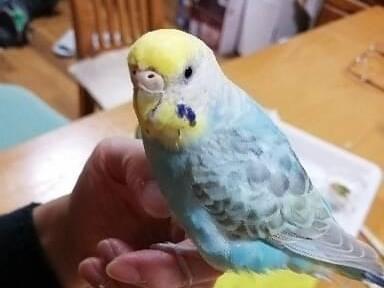 ピコちゃん ピコちゃん