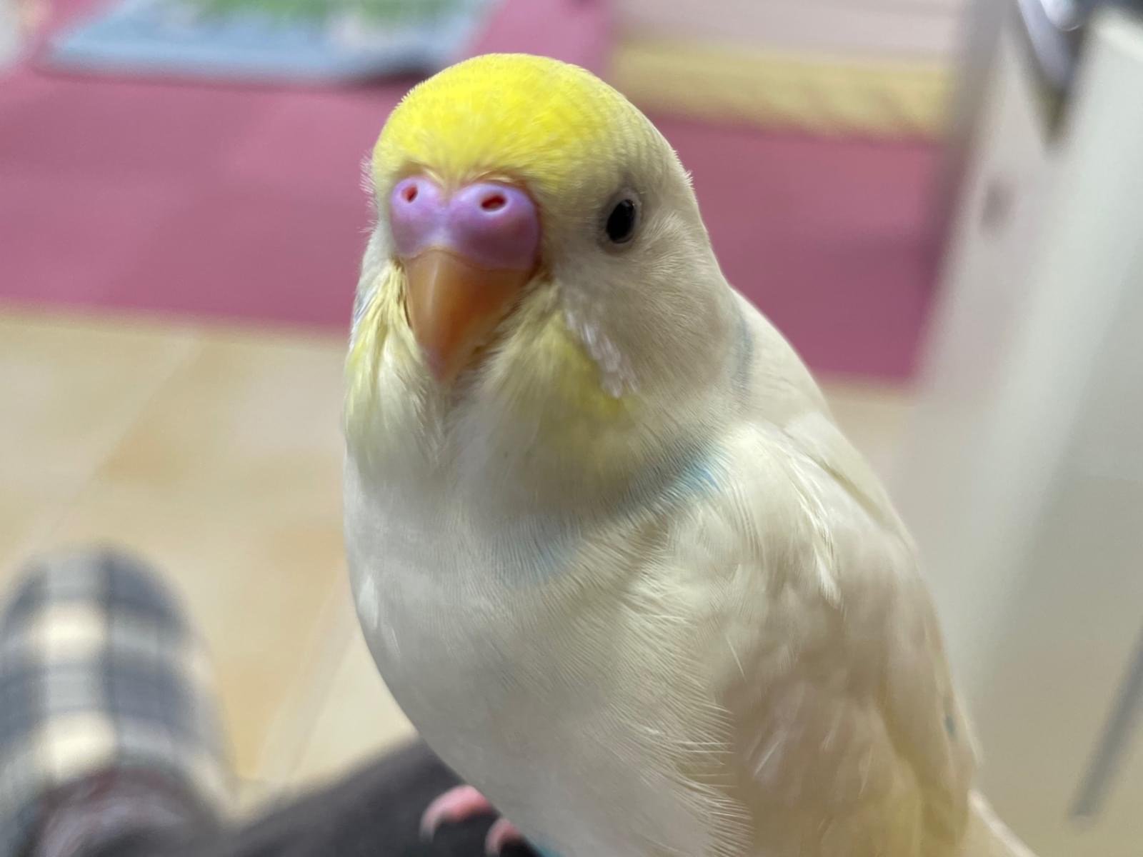ナルちゃん ナルちゃん