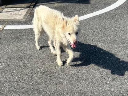 保護された犬 保護された犬