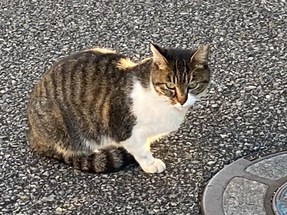 目撃された猫 目撃された猫