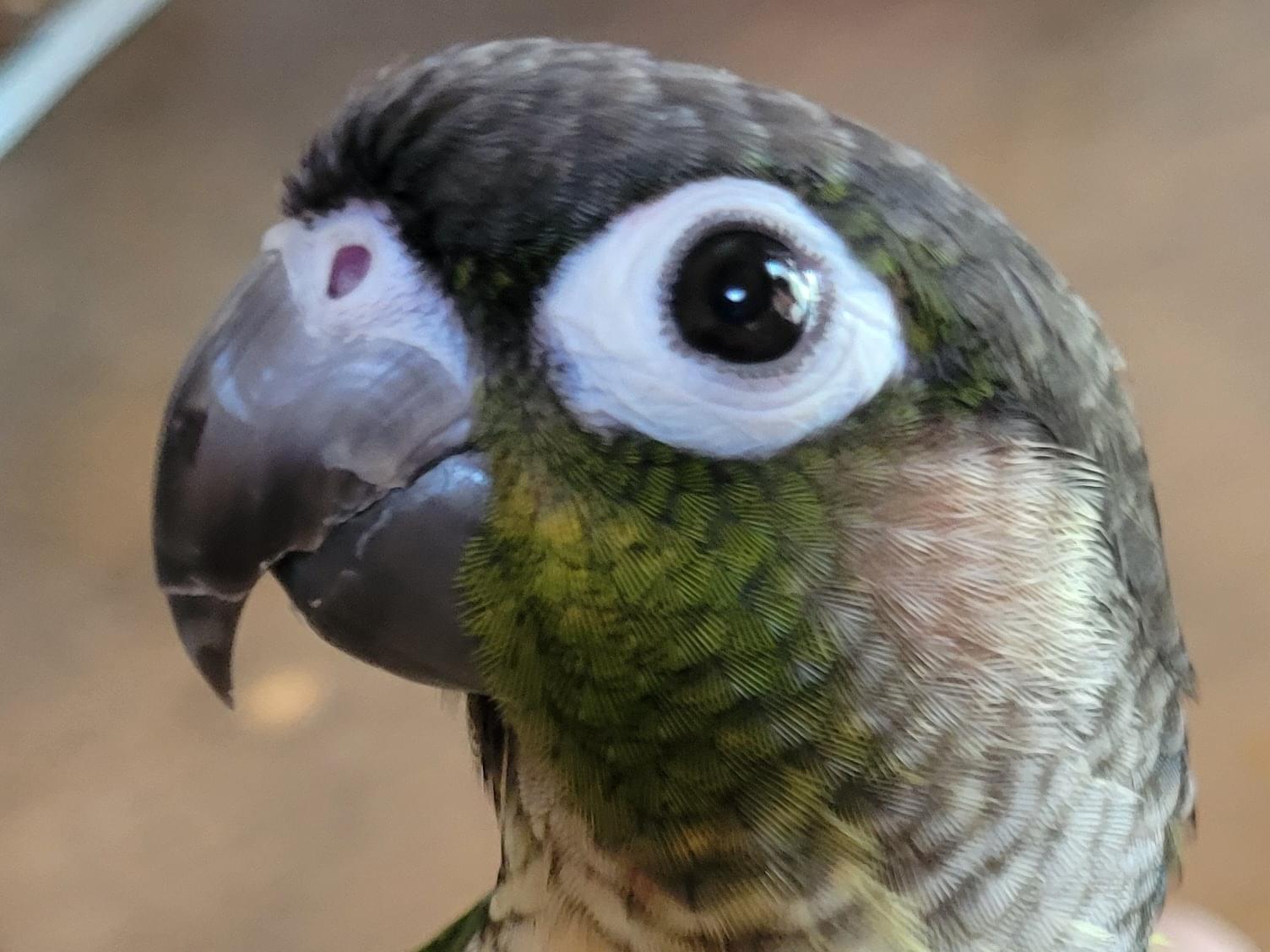 保護された鳥 保護された鳥