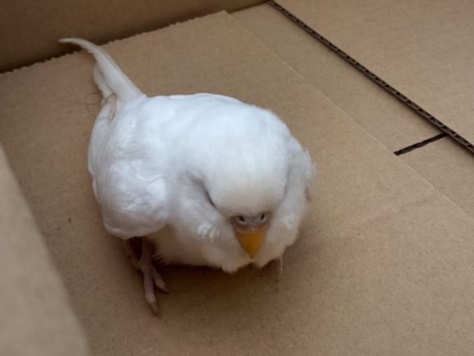 保護された鳥 保護された鳥