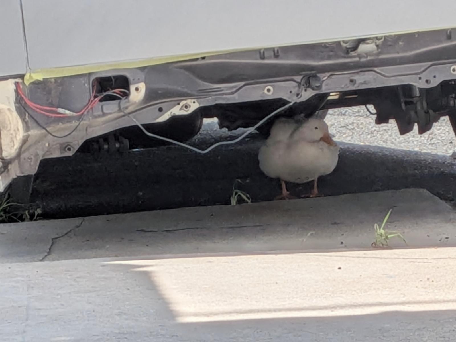 目撃された鳥 目撃された鳥