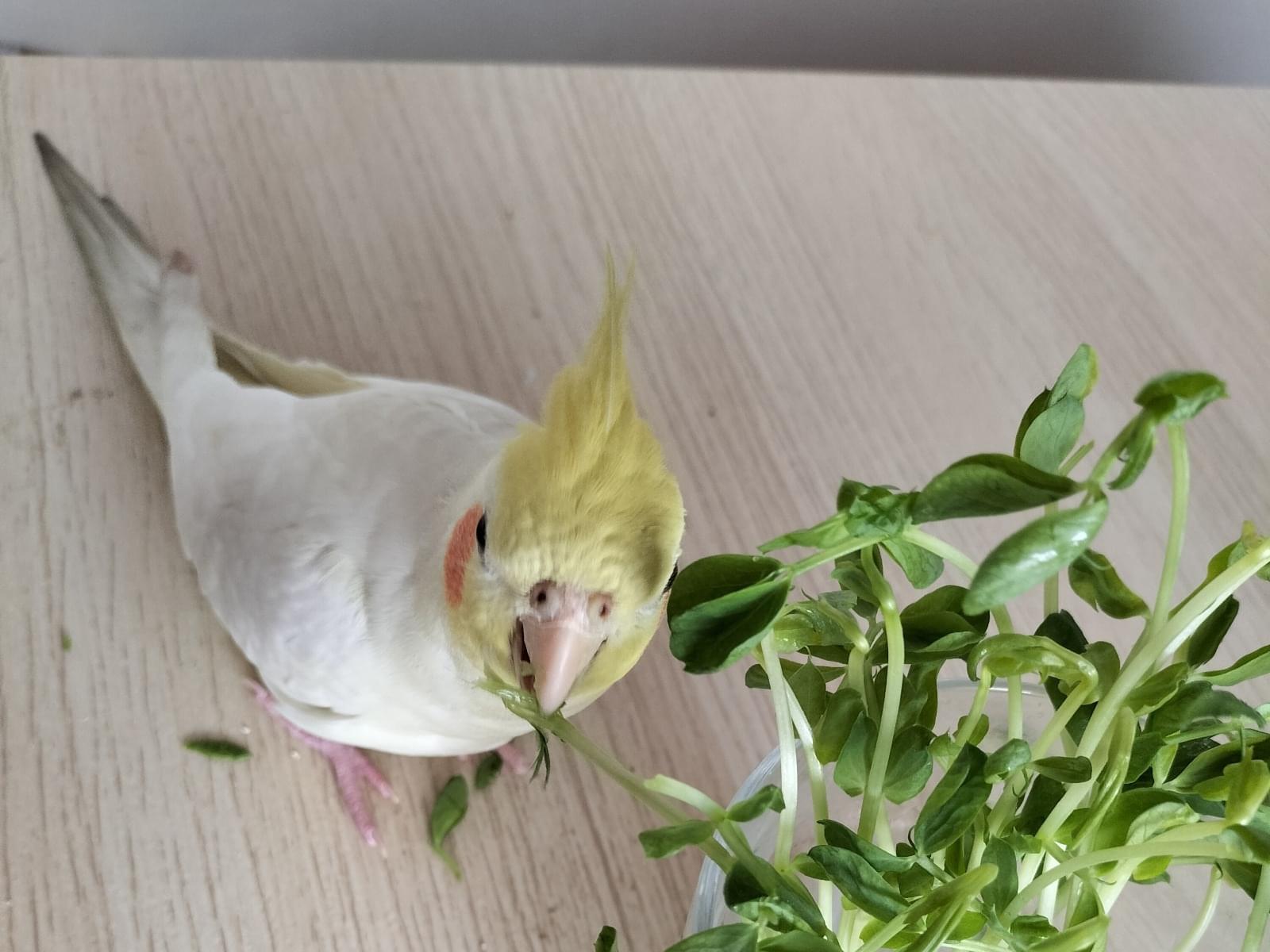 ひまりちゃん ひまりちゃん