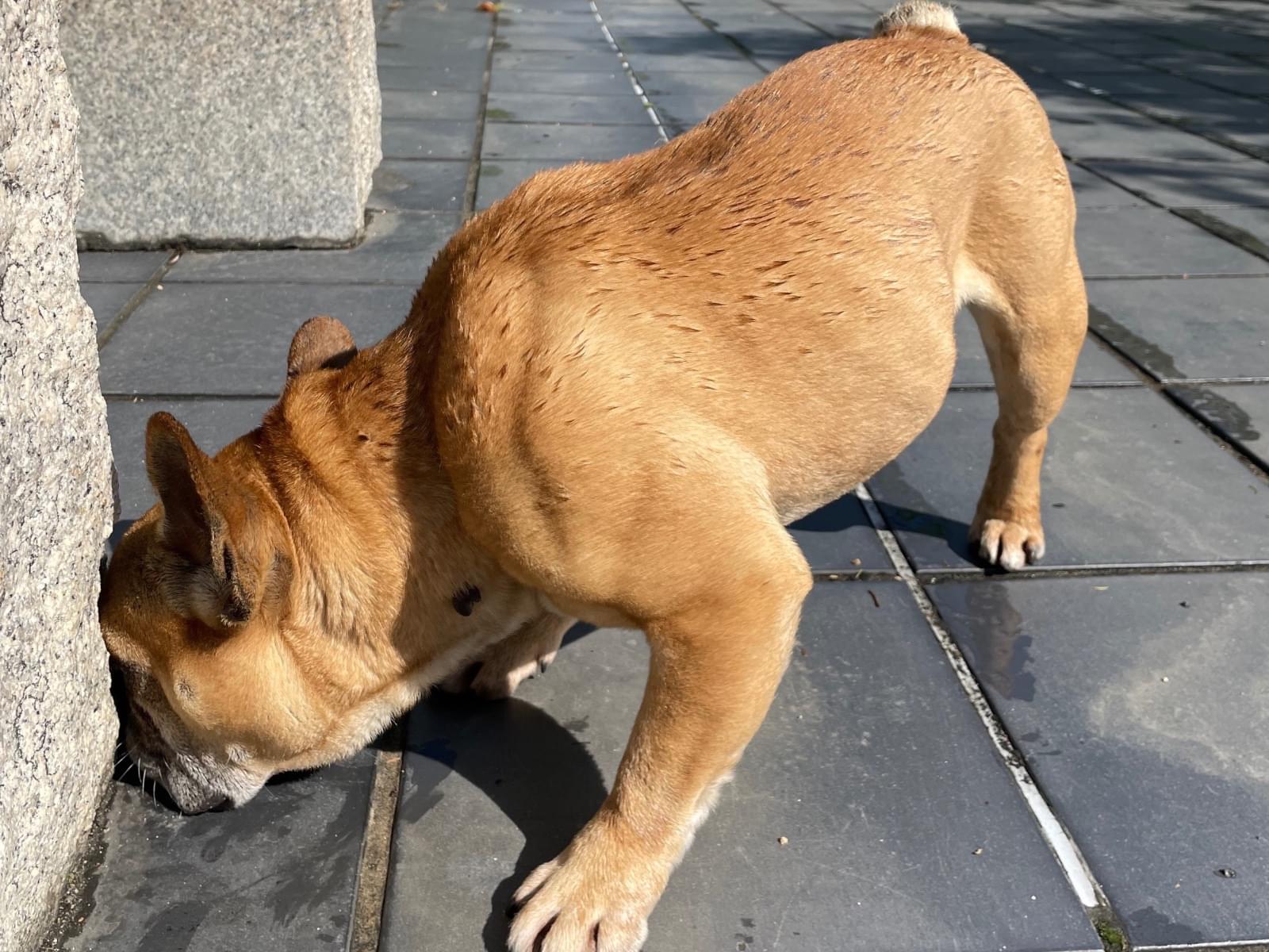 目撃された犬 目撃された犬