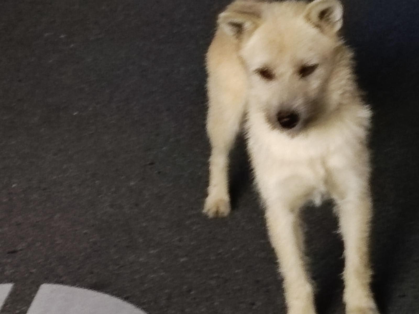目撃された犬 目撃された犬