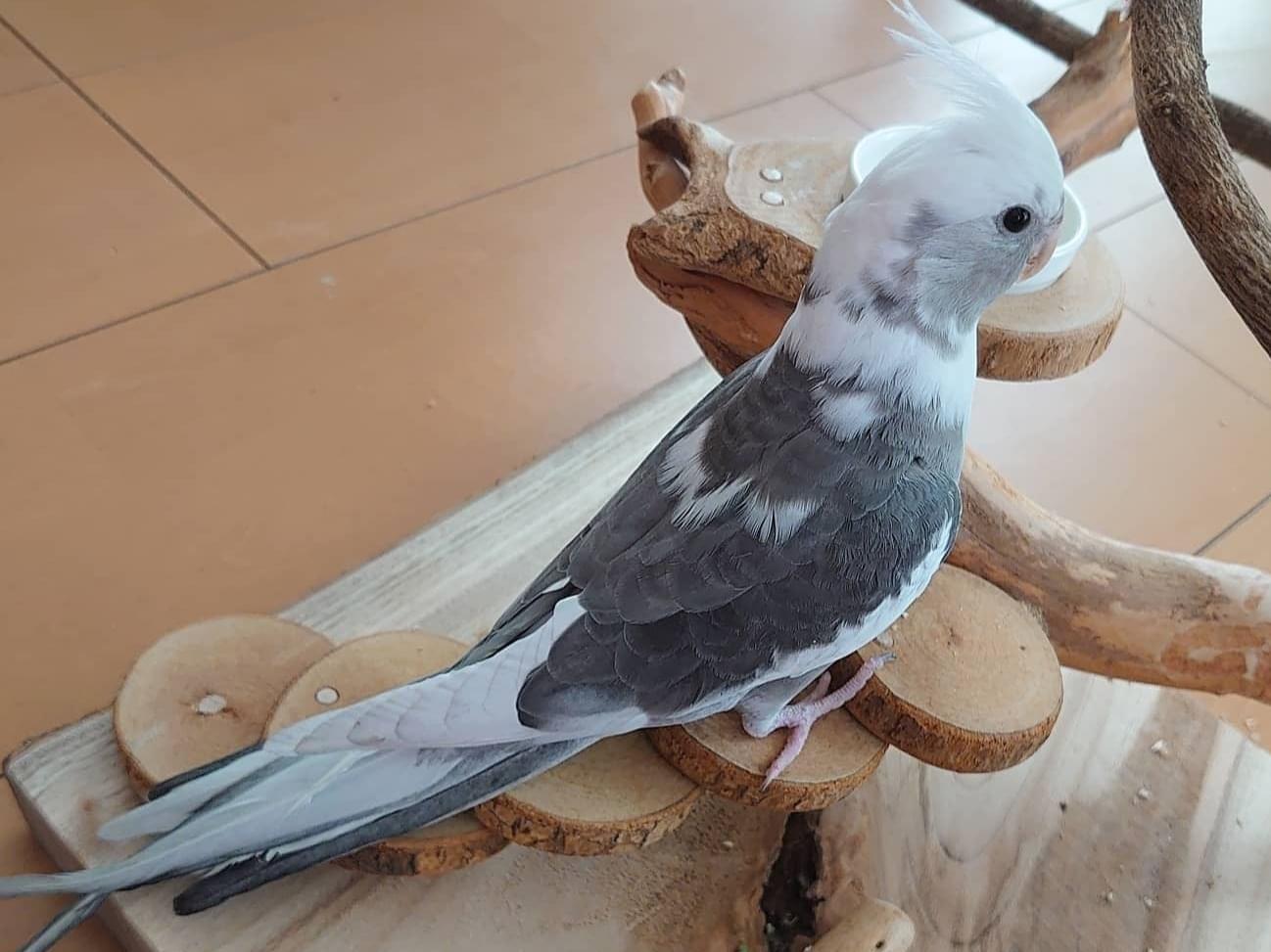 クラウちゃん クラウちゃん