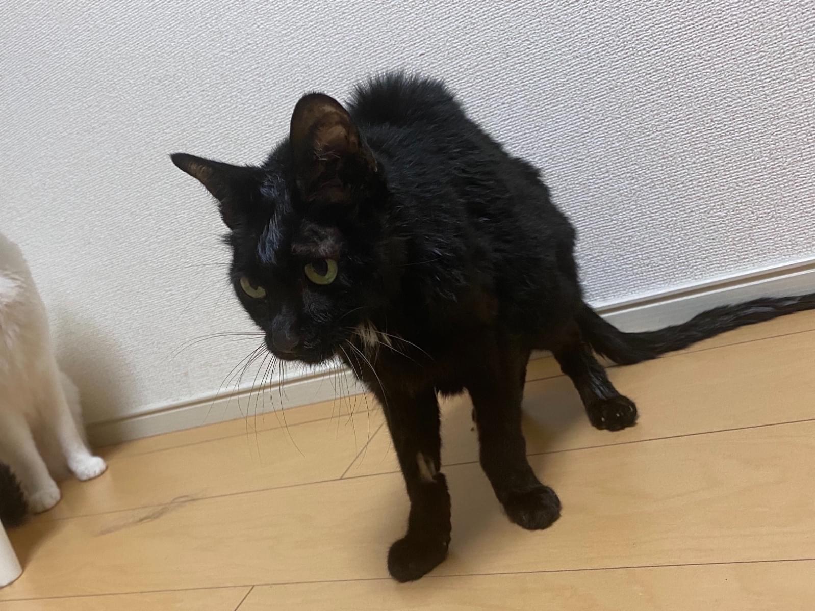 くーちゃん くーちゃん