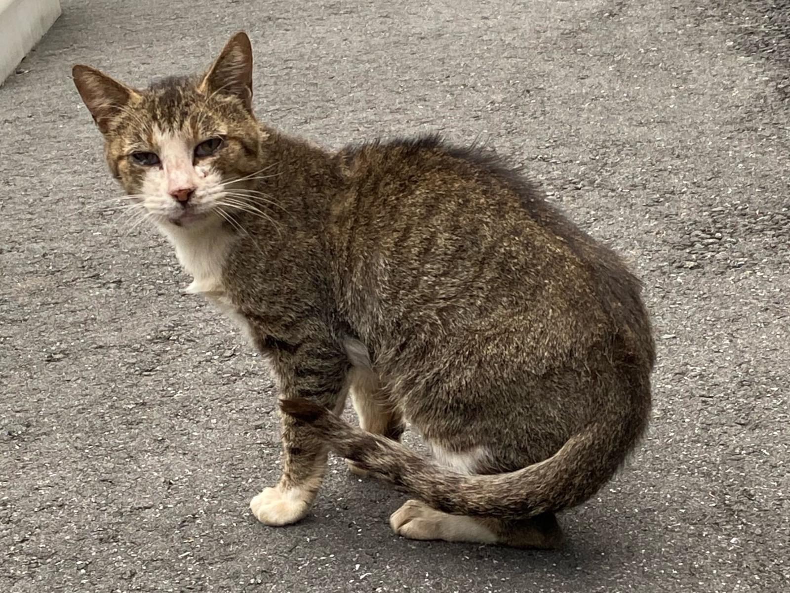目撃された猫 目撃された猫