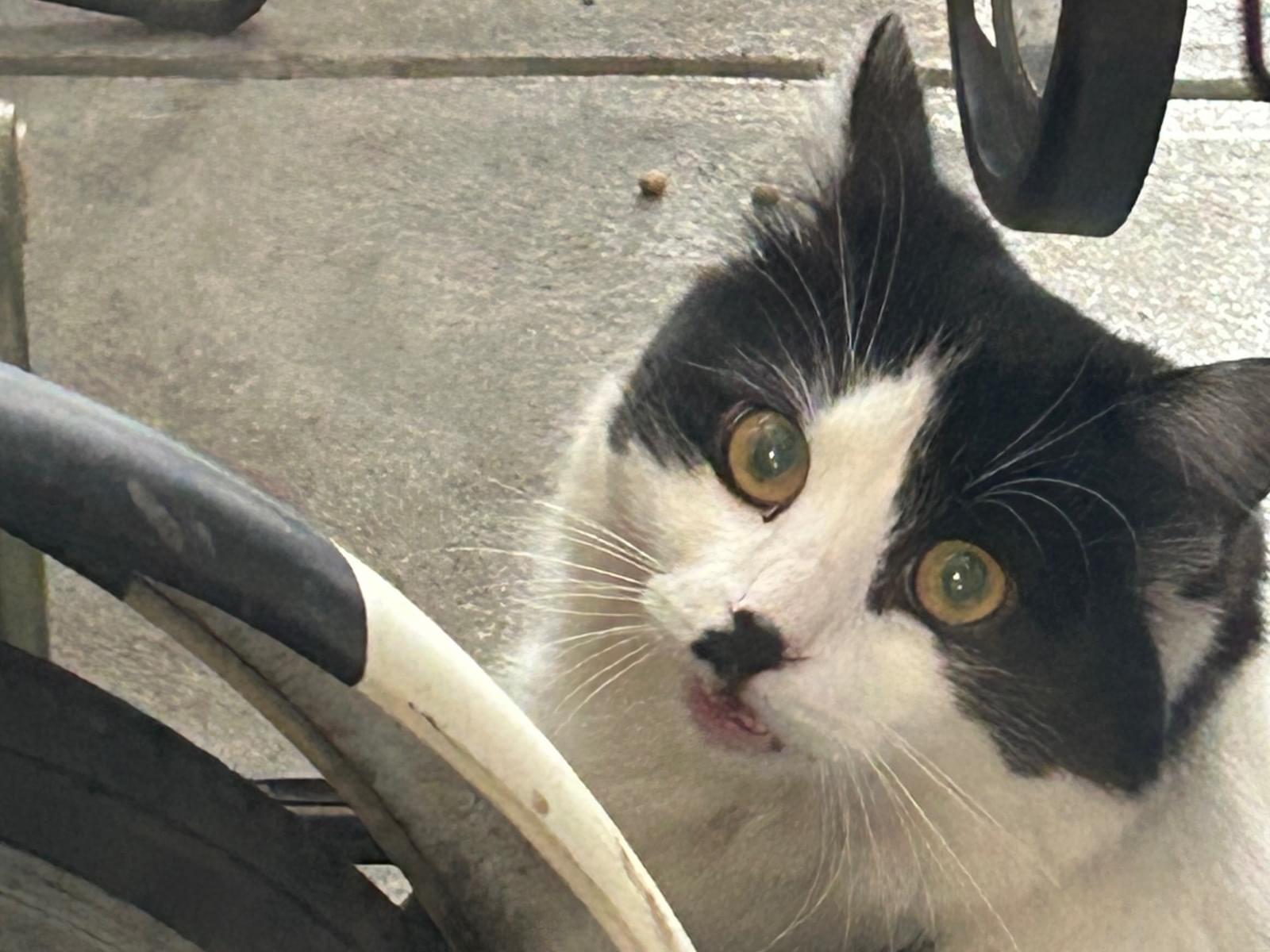 目撃された猫 目撃された猫