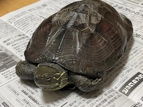 甲羅の長さがセンチ弱はあるゼニガメ クサガメ がうちの玄関前でじっとしていたので保護しています