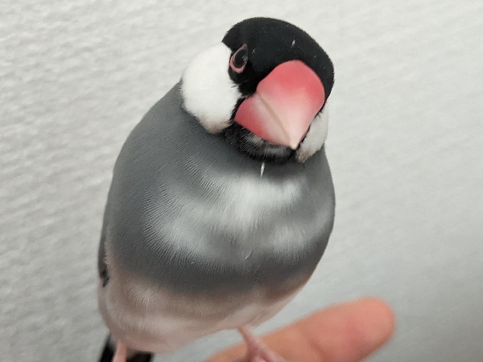 もふちゃん もふちゃん