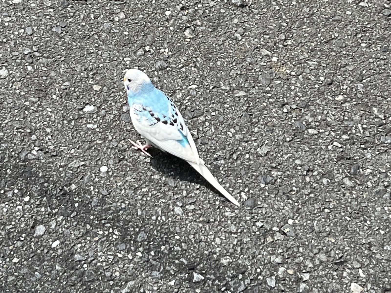 目撃された鳥 目撃された鳥
