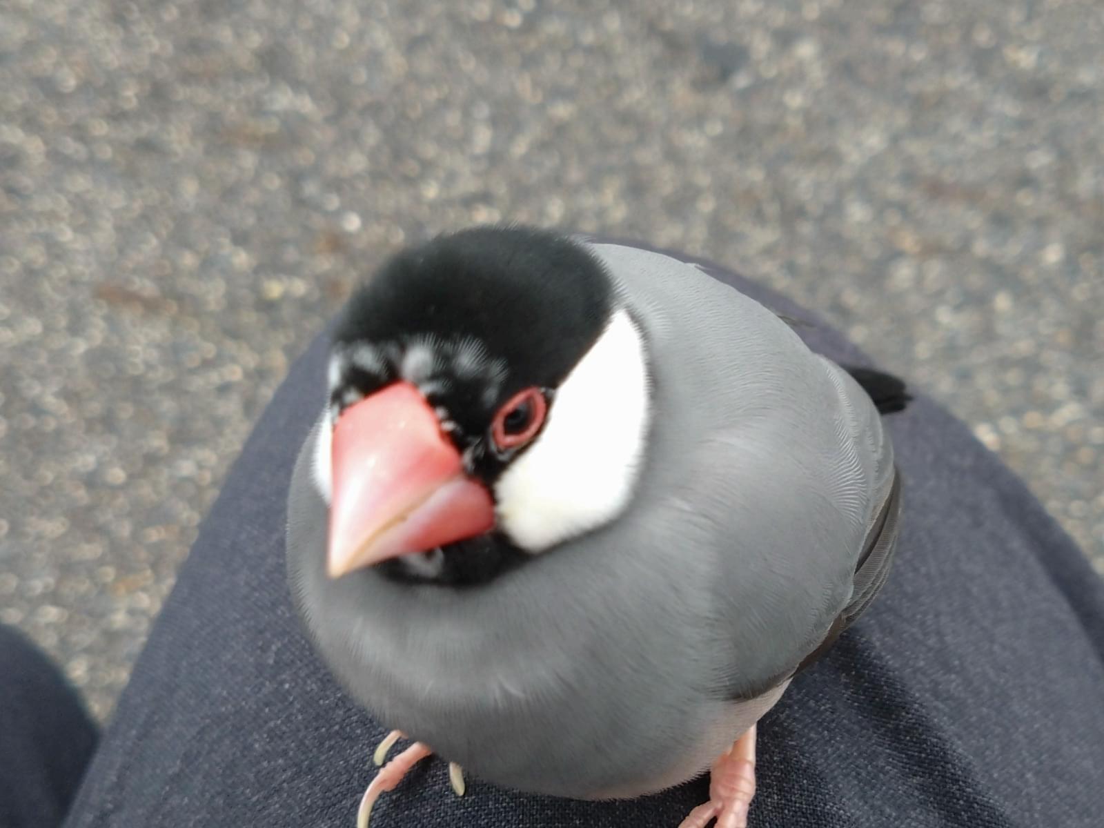 保護された鳥 保護された鳥
