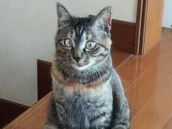 しまちゃん しまちゃん