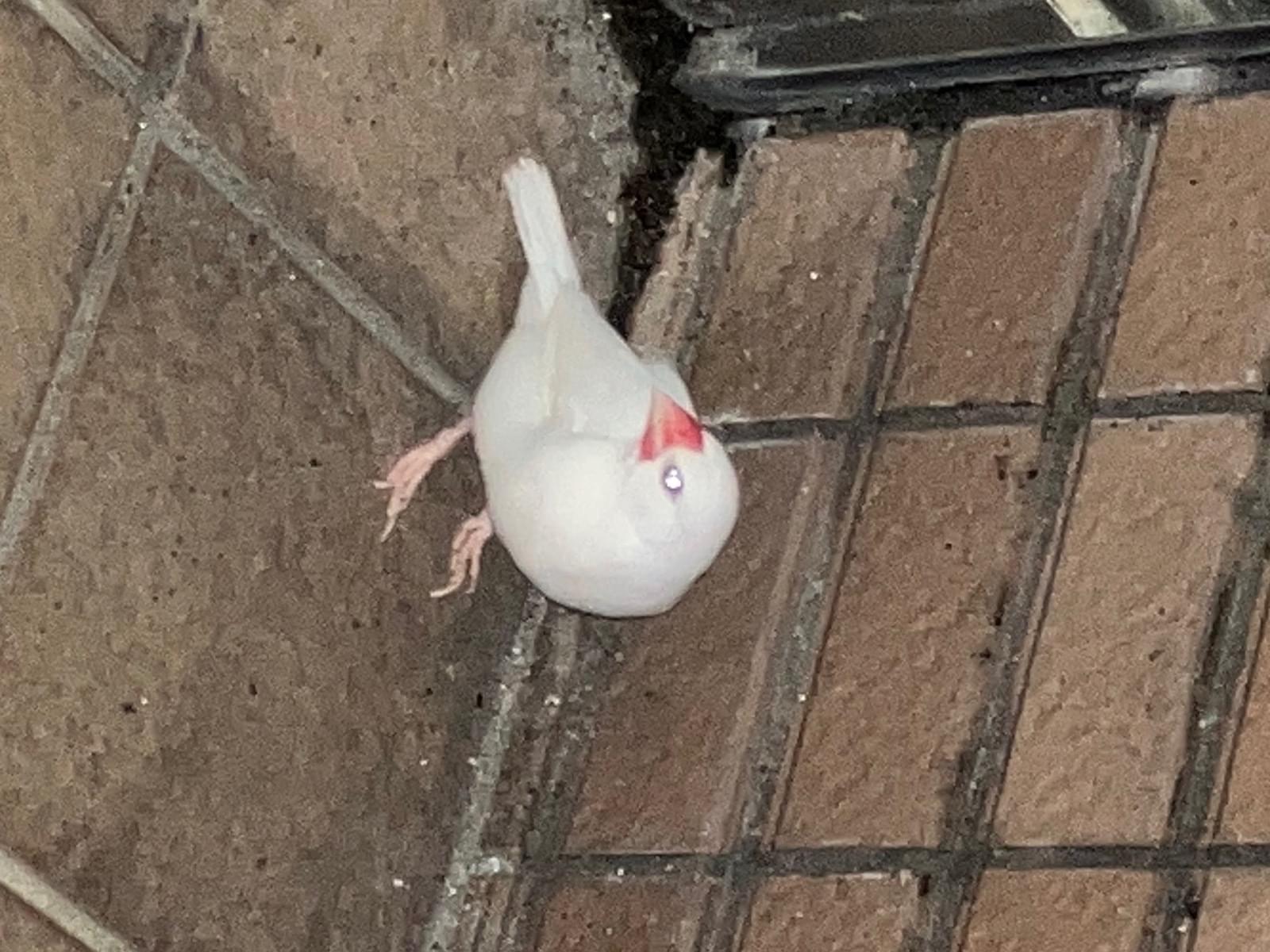 目撃された鳥 目撃された鳥