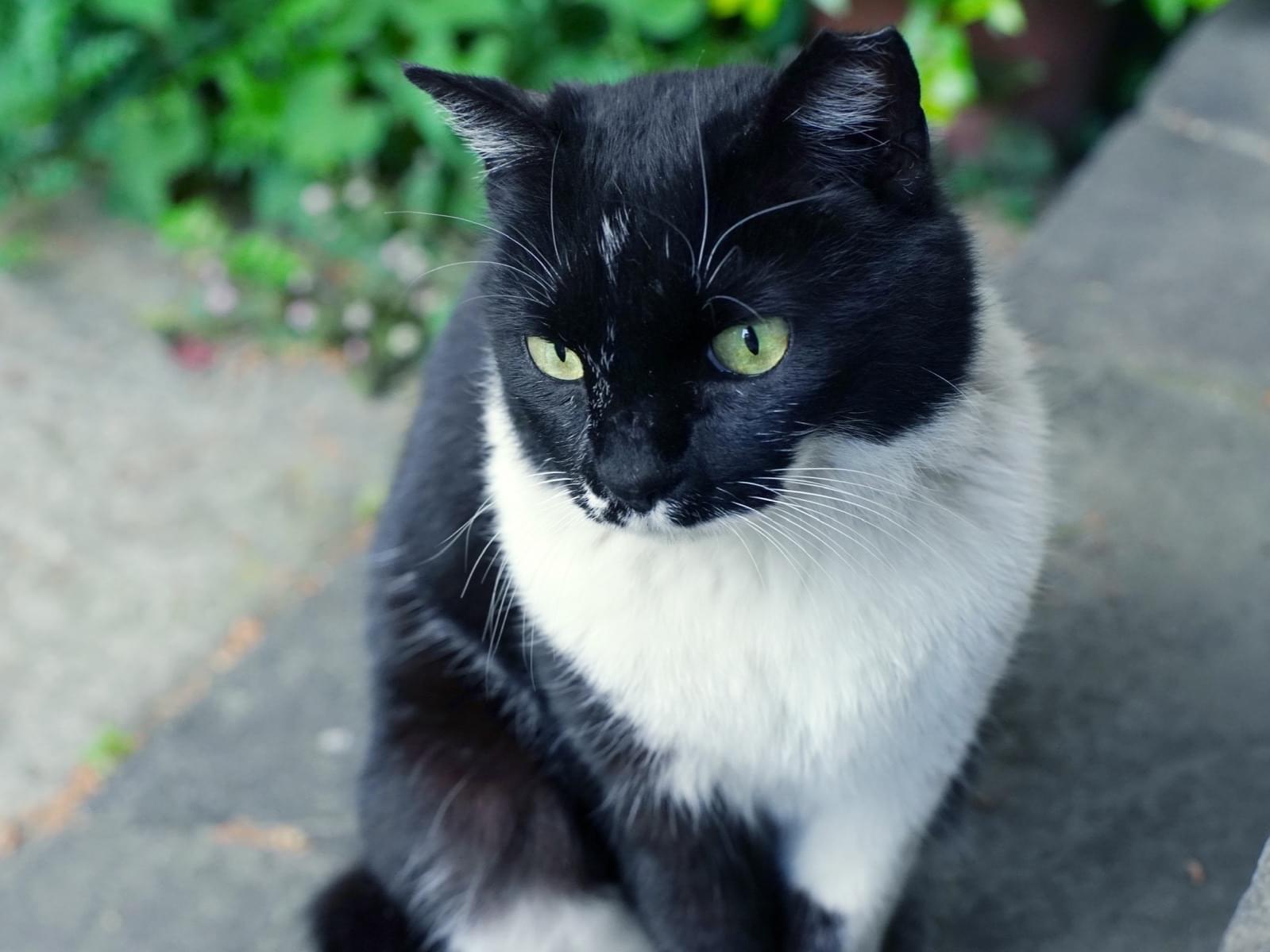 ねこぐすちゃん ねこぐすちゃん