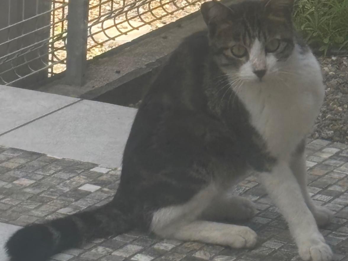 目撃された猫 目撃された猫