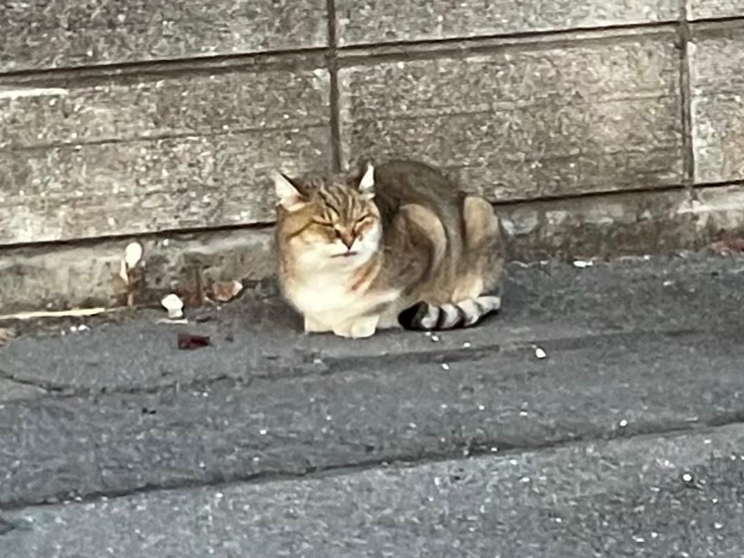 目撃された猫 目撃された猫