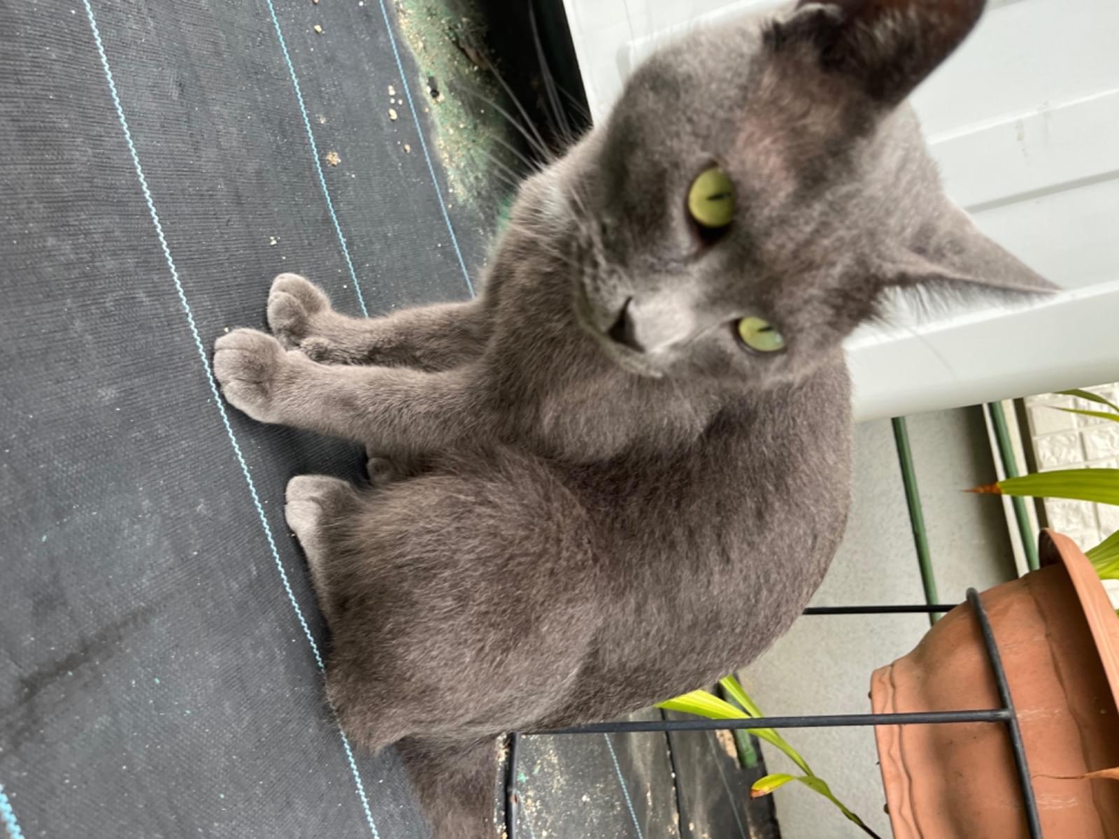 保護された猫 保護された猫