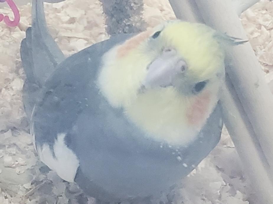 モコちゃん モコちゃん