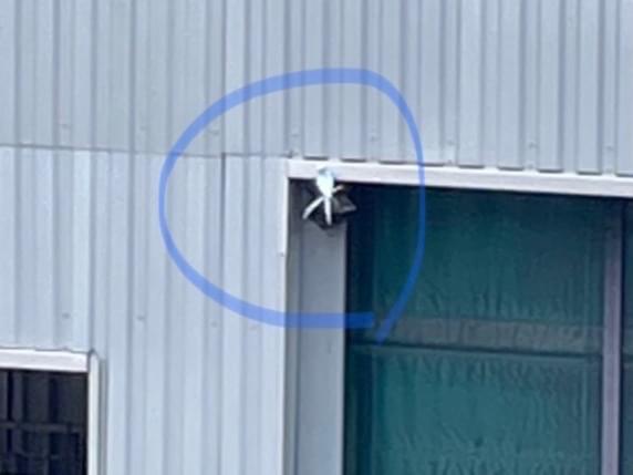 目撃された鳥 目撃された鳥