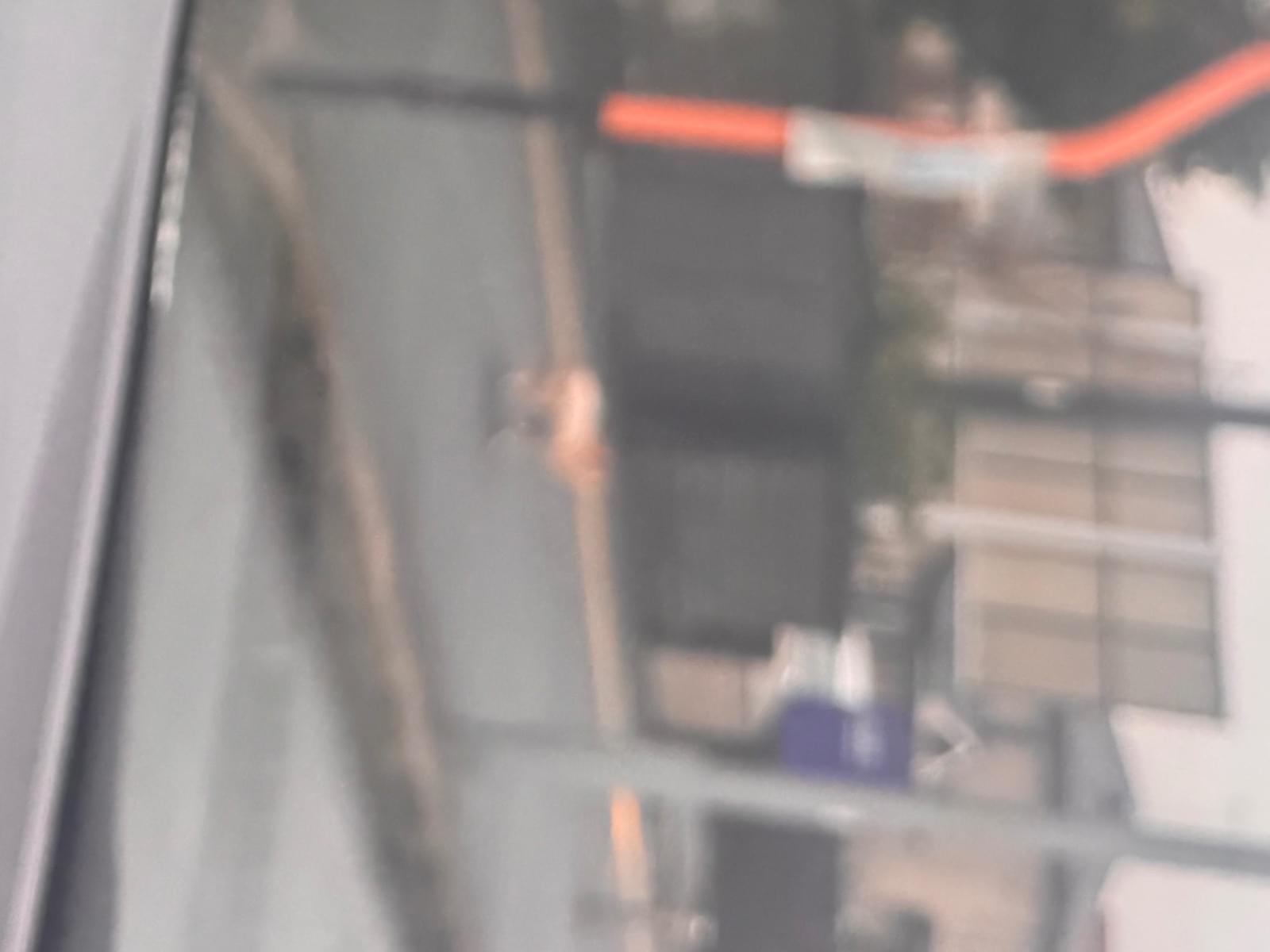 目撃された犬 目撃された犬