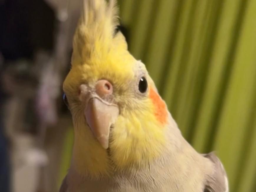 おーちゃん おーちゃん
